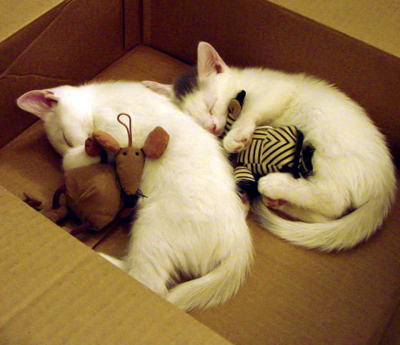 五大联赛是否引入节奏识别辅助决策系统提升战术反应