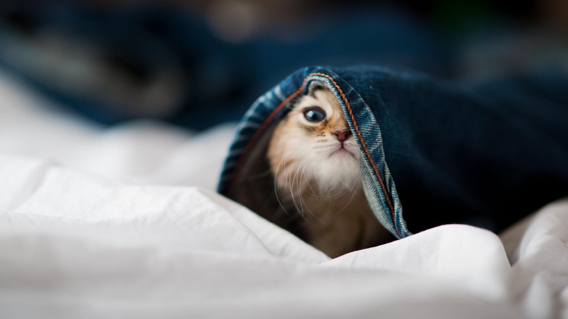 爱游戏电竞官网-封盖与突破联盟最炸裂对抗集锦，封盖犯规吗